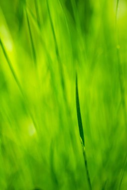 renkli yeşil çimen