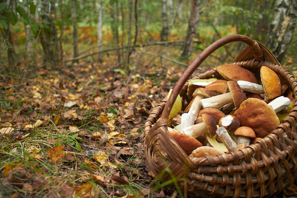 Mushrooms in wicker basket