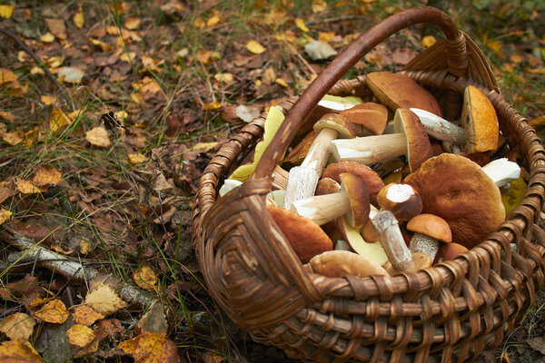 Mushrooms in wicker basket