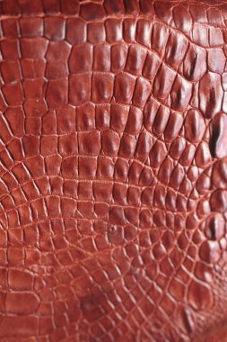 Timsah deri arka plan