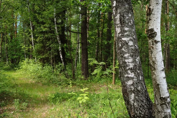 Bonito bosque de verano —  Fotos de Stock