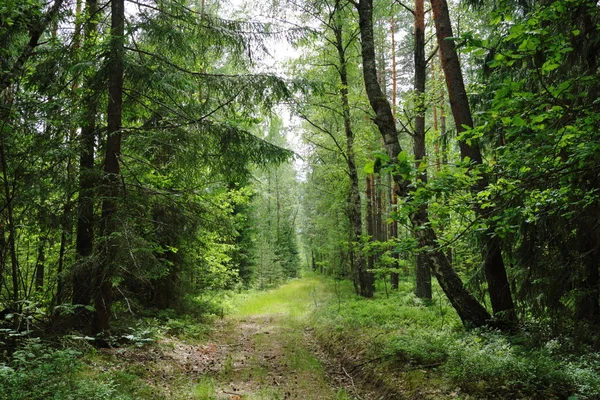 Bonito bosque salvaje de verano —  Fotos de Stock