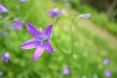 renkli Bluebell çiçekler