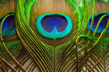 renkli tavus kuşu tüyü