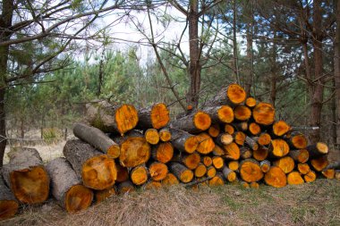 Kuru Boyutlanmış yakacak odun