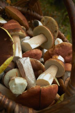 hasır sepet içinde mantar