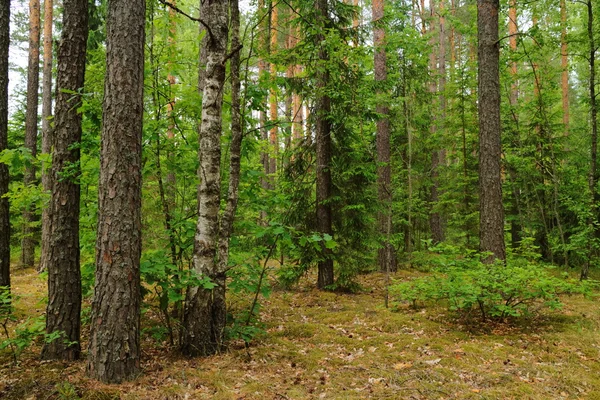 Bonito bosque salvaje de verano —  Fotos de Stock