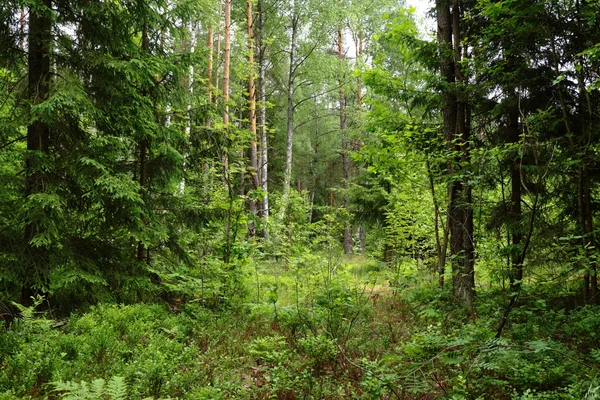 Bonito bosque salvaje de verano —  Fotos de Stock