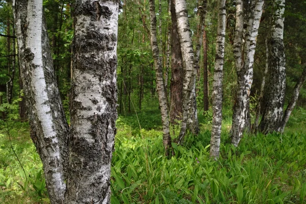 Fijne zomer wilde bos — Stockfoto