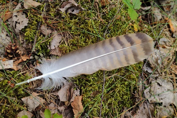Fallen feather in the forest — Stock Photo, Image