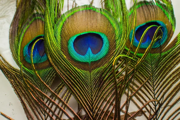 Penas de pavão coloridas — Fotografia de Stock