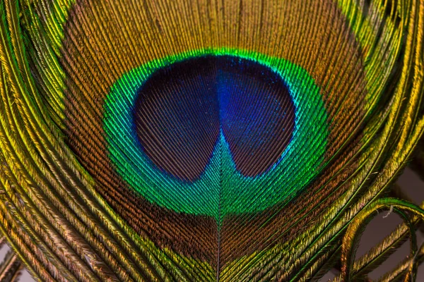 Pluma colorida del pavo real — Foto de Stock