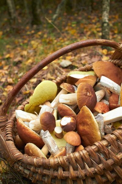 mushrooms in the basket close up