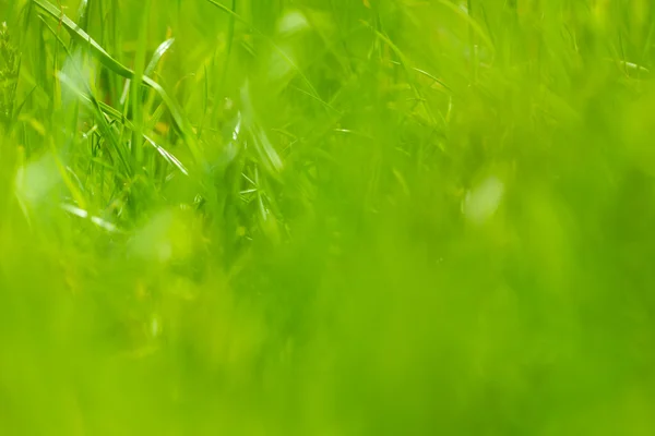 Färgglada grönt gräs — Stockfoto