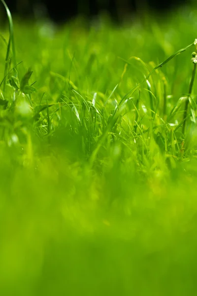 Renkli yeşil çimen — Stok fotoğraf