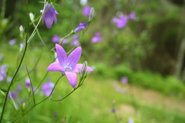 renkli Bluebell çiçekler yaz ormandaki