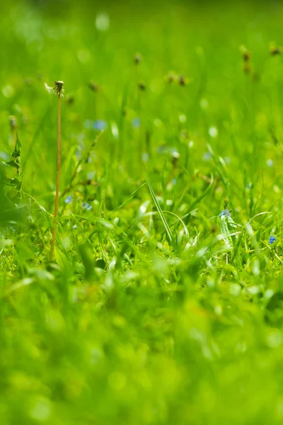 Grama Verde Colorido Sob Sol Verão — Fotografia de Stock