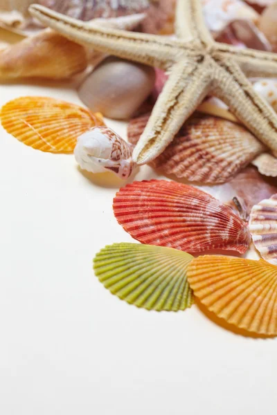 Nice sea shells and sea stars — Stock Photo, Image