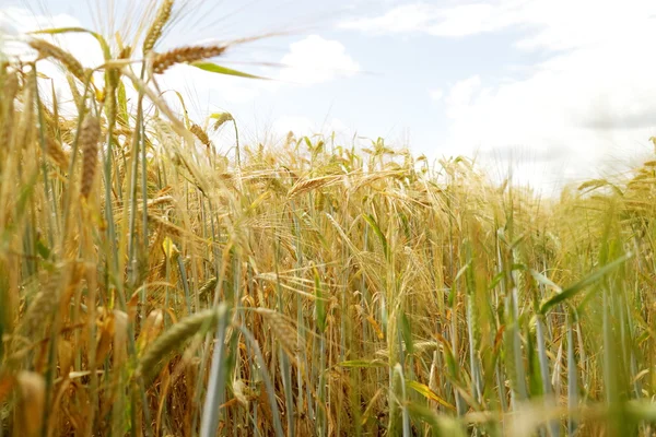 Золотое Пшеничное Поле Летним Солнцем — стоковое фото