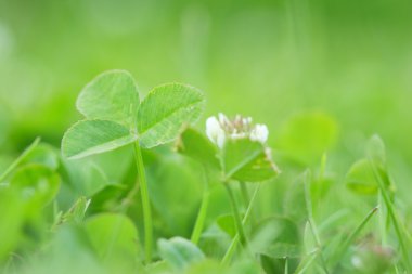 yaz günü sahasında yonca yeşil çayır