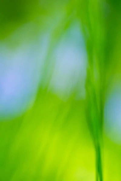 自然绿色模糊抽象自然绿色模糊的背景 — 图库照片