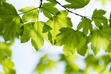 güzel yeşil yapraklar