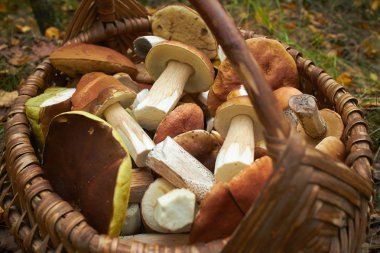 hasır sepet içinde mantar