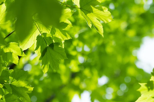 Hermosas hojas verdes — Foto de Stock