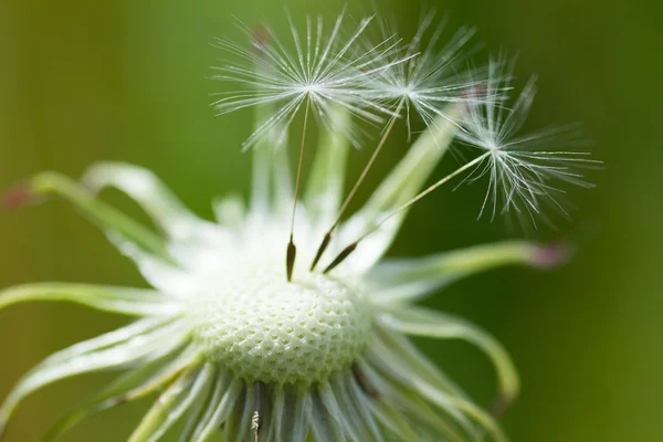 Dandelion Flower Green Background — Stock Photo, Image