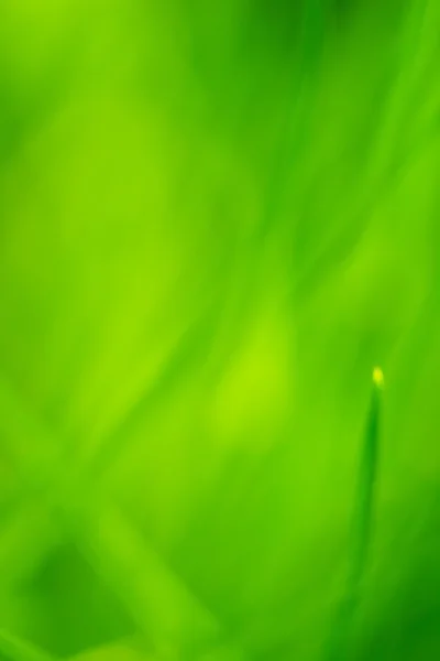 Colorful green Grass — Stock Photo, Image