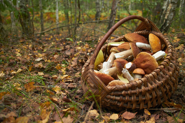 Mushrooms in wicker basket