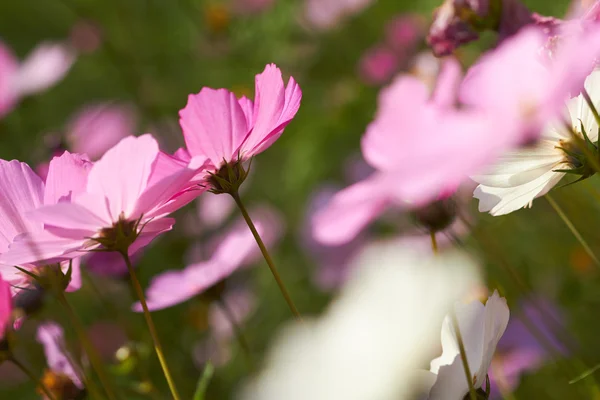 Summer Field Cosmos Nice Flowers — Stock Photo, Image