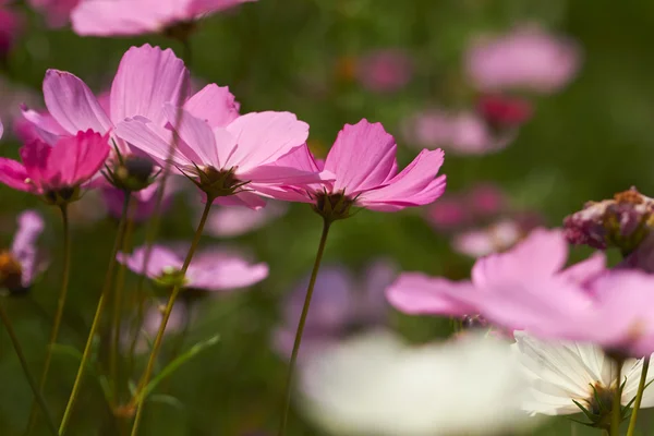 Summer Field Cosmos Nice Flowers — Stock Photo, Image