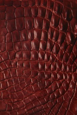 Timsah deri arka plan