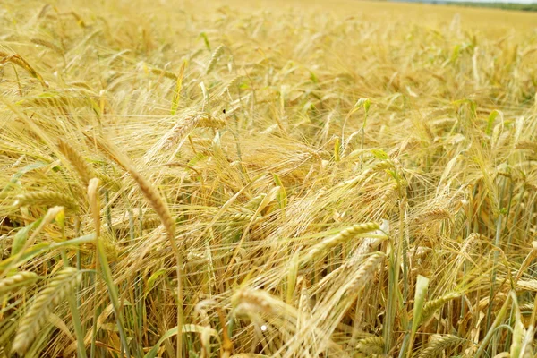 Ripe Wheat field — Stock Photo, Image