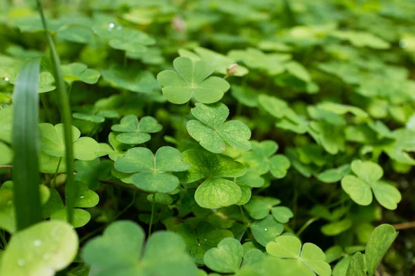 Färska blad klöver — Stockfoto