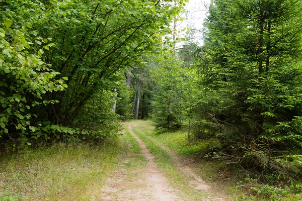 Bonito bosque verde —  Fotos de Stock