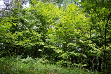 yaz günü, yeşil yaprak döken orman