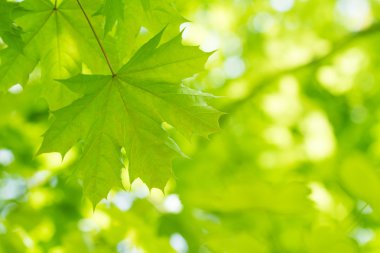 güzel yeşil yapraklar