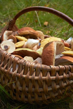 hasır sepet içinde mantar