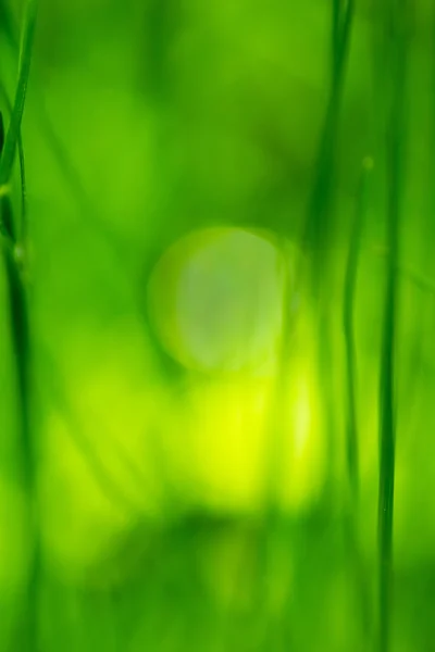 Abstract Natural Green Blurred Background — Stock Photo, Image