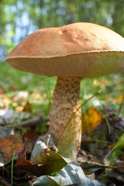 Big mushroom in the forest — Stock Photo, Image