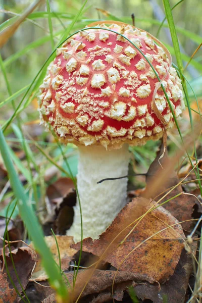 Grote paddestoel in het forest — Stockfoto