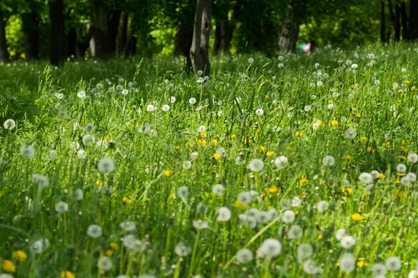 Green Grass Dandelion Flowers Summer Park — Stock Photo, Image