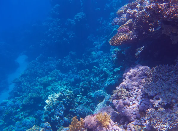 Arrecife de Coral Tropical —  Fotos de Stock