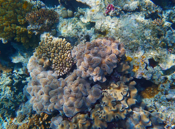 Tropisch koraalrif — Stockfoto