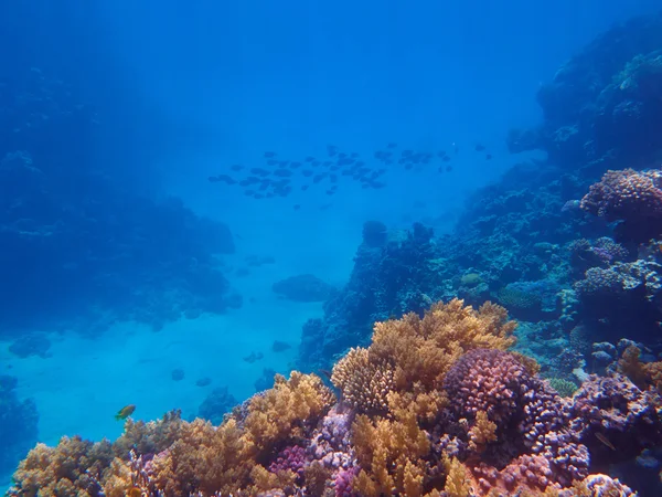 tropical Coral reef