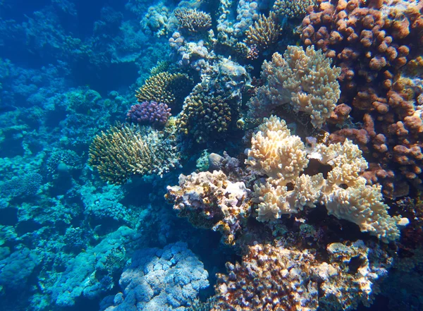 Tropical Coral reef — Stock Photo, Image