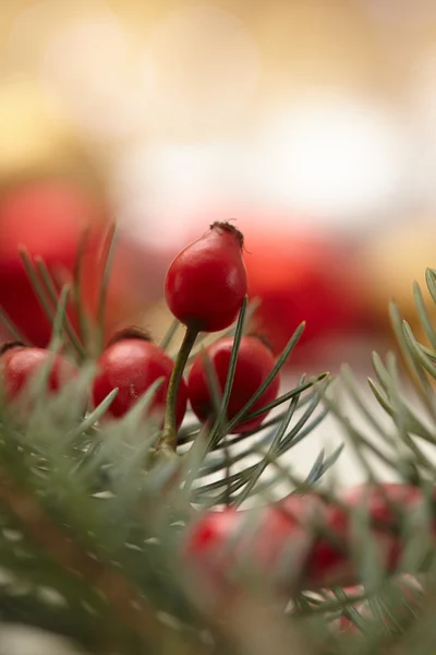 Pine Tak Met Snoep Kegel Bessen Kerst Decoratie Concept — Stockfoto