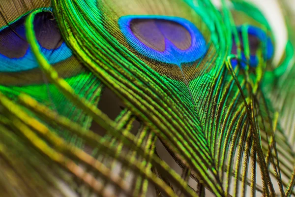 Plumas coloridas de pavo real —  Fotos de Stock